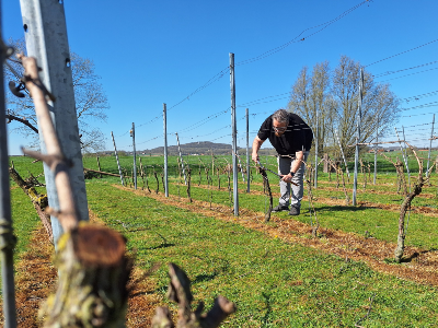 Karel Willemyns working on pruning in the vineyard
